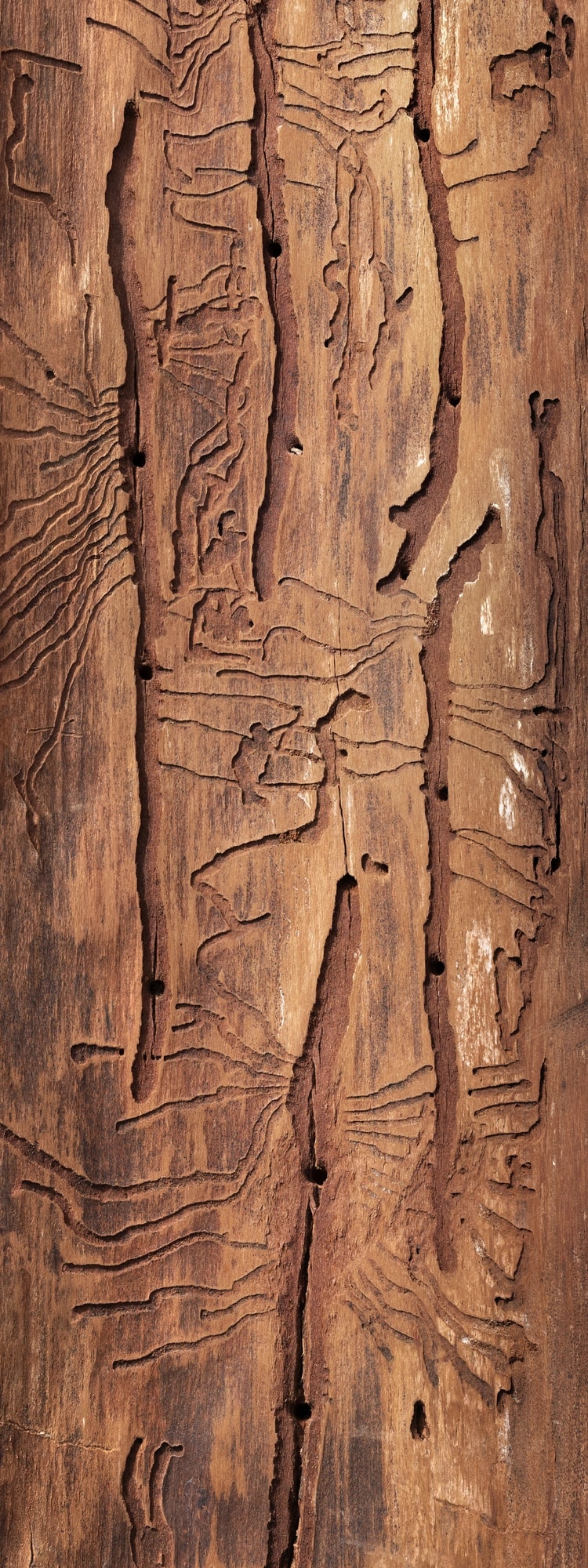 Bark surface from Totems & Sentinels.
